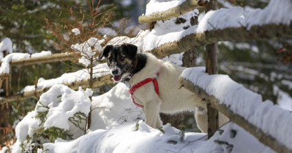 A hazatérés öröme